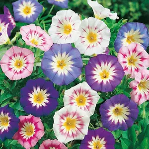 Pupenec zmes semínko