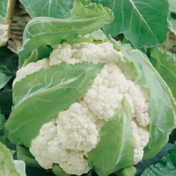 Karfiol jesenný Premium Line