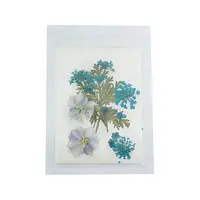 Pressed Dried Flowers