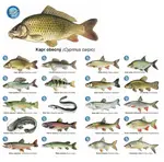 Črs sada magnetiek s rybami 20 ks