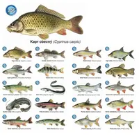 Črs sada magnetiek s rybami 20 ks