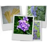 Telové sviečky levanduľové 10ks