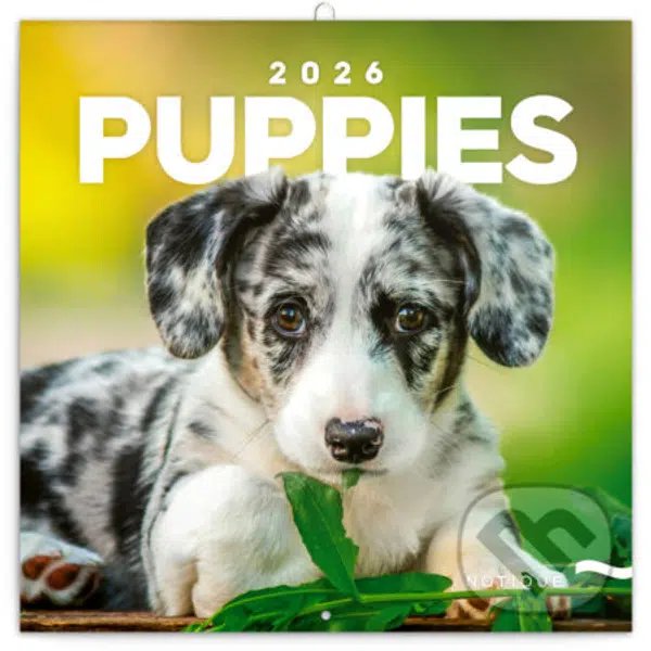NOTIQUE Nástenný poznámkový kalendár Puppies (Šteňatá) 2026