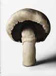 The Gourmands Mushroom. A Collection of Stories & Recipes