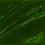 Olejová barva Pébéo XL 37ml – 44 green earth