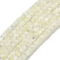Natural Trochid Shell/Trochus Shell Beads Strands