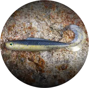 Redbass gumová nástraha twister kixter bass - xs 45 mm