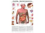 Trávicí soustava člověka - anatomický plakát