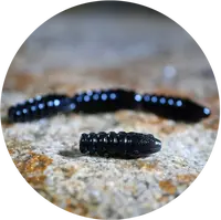 Redbass gumová nástraha trout grub black - 3x16 mm