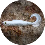 Redbass gumová nástraha twister kixter white g - xx 155 mm