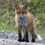 Liščí pohádka - Marie Kubátová - audiokniha