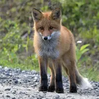 Liščí pohádka - Marie Kubátová - audiokniha