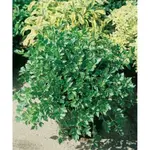 GardenSeed Premium Semienka Ligurček lekársky