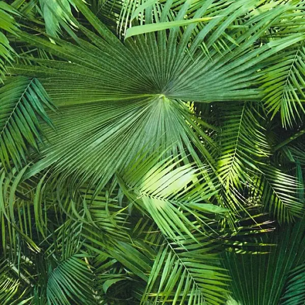 Tapeta as "neue bude 2.0" 36200-1