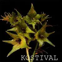 Kostival – Kostival