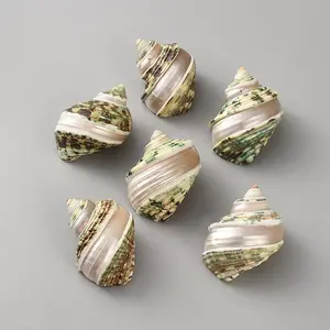 Natural Shell