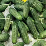 Uhorka nakladačka Premium