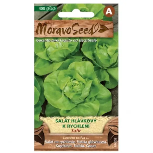 Šalát hlávkový na rýchlenie Safír