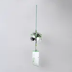 Japanese Glass Half Round Wind Chimes