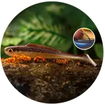 Redbass gumová nástraha ripper kicker brown/silver - xx 155 mm 23 g