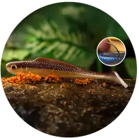 Redbass gumová nástraha ripper kicker brown/silver - xx 155 mm 23 g