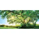 Euroart MALBA NA PLÁTNĚ, krajina a příroda, 115/55/3 cm