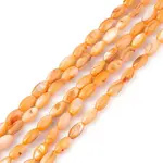 Natural Freshwater Shell Dyed Beads Strands