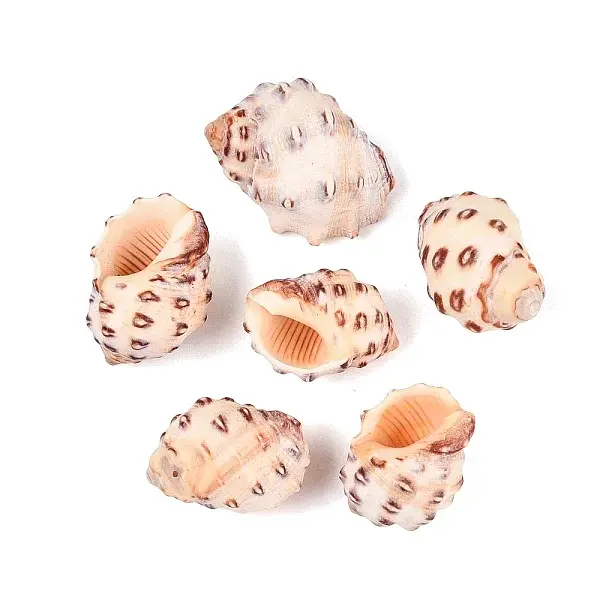Natural Litchi Rock Spiral Shell Display Decorations