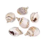 Electroplated Golden Brass Trim Natural Spiral Shell Pendants