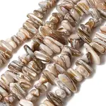 Natural Freshwater Shell Beads Strands