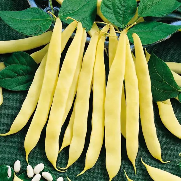 Fazuľa kríčková Premium