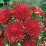 Astra vysoká ihlicovitá červená