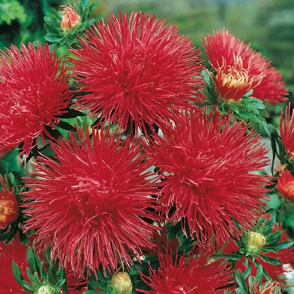 Astra vysoká ihlicovitá červená