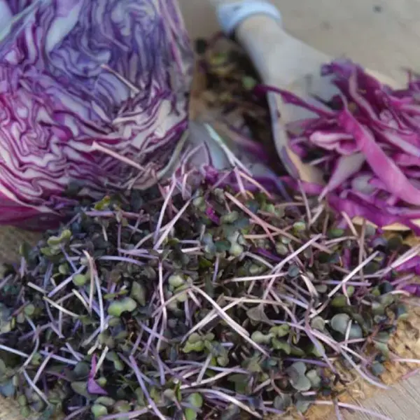 Bio Semená na klíčky - Kapusta červená