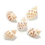 Natural Spiral Shell Beads
