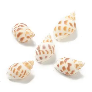 Natural Spiral Shell Beads
