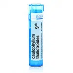 Caulophyllum thalictroides 9CH granule 1x4g