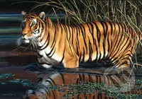 Tyger - puzzle z kategorie Zvířata