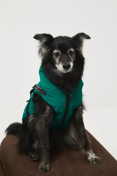 Bunda pre zvieratko Medicine