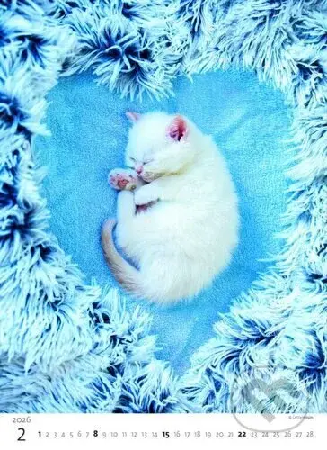 Koťátka 2026 - nástěnný kalendář