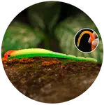 Redbass smáček big snake fluo/green rh uv color - 15,5 cm 11 g