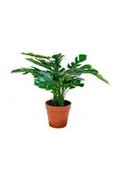 Umelá rastlina v kvetináči House Nordic Monstera