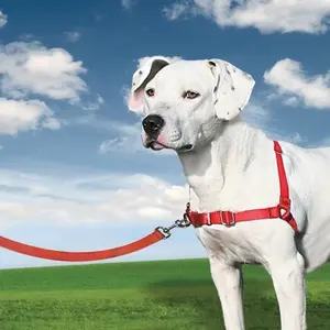 Easy Walk™ Harness - malinová - L | P5792