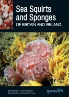 Sea Squirts and Sponges of Britain and Ireland - Bernard Picton, Sarah Bowen, David Kipling, Claire Goodwin