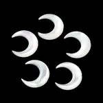 Natural White Shell Beads