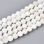 Natural Freshwater Shell Beads Strands