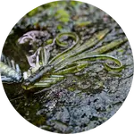 Redbass gumová nástraha nymfa olive/silver - xxl 20 cm 33 g