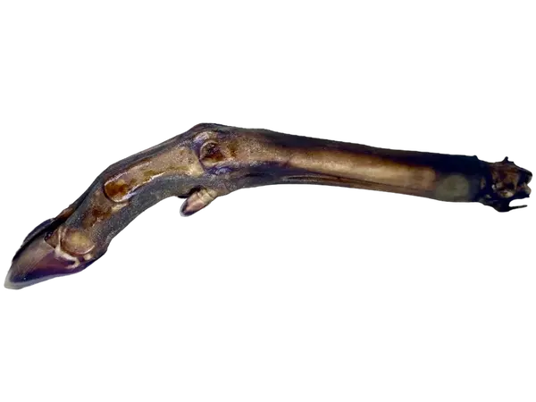 LK Baits Pet Srnčí Noha 1ks,80g