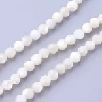 Shell Beads Strands