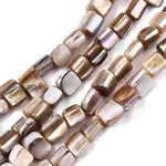 Natural Freshwater Shell Beads Strands